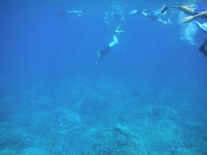 Josie free dives to Id corals