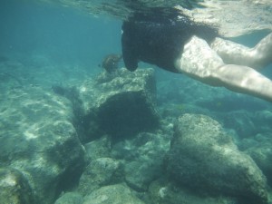 Kumu removes a crown of thorns from the reef