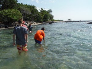 Looking for green sea turtles at the cleaning station