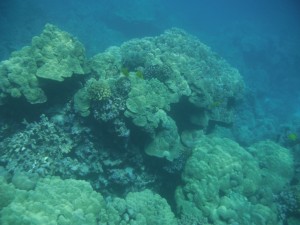 A few of us went snorkeling instead of belly-flopping off the high dive.